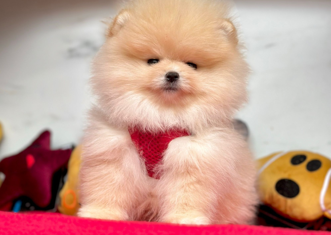 Safkan Pomeranian Boo Bebekler